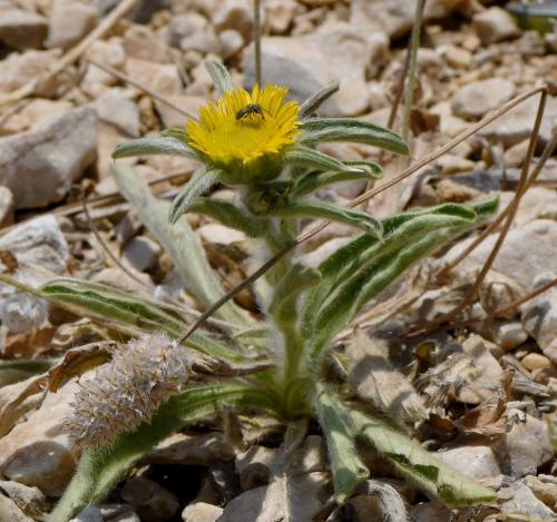 Seladonia sp.